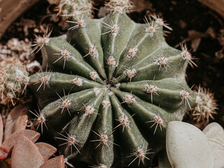 cactus varieties, close-up, different types of cacti.