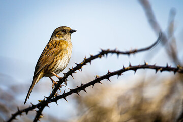 Dunnock on a bramble