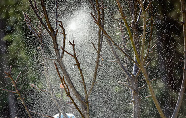 Spraying fruit trees. Close-up. Treatment of agricultural land from pests
