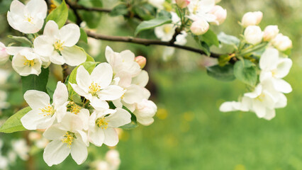 A branch with buds and flowers of an apple tree on a green blurred background with copy space. Spring background with blooming apple tree. White flowers on trees in an orchard in spring.