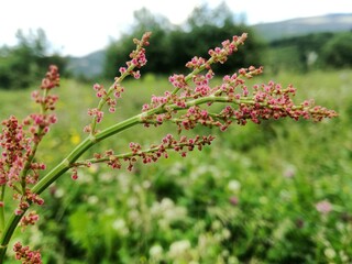 red and white flowers