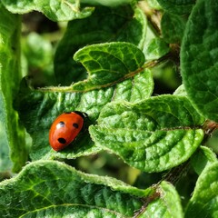 ladybird on a leaf