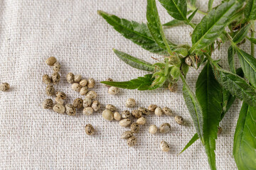 Pollinated female cannabis buds with trichomes and new seeds closeup. Plant on textile from hemp background.