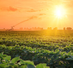 Irrigation system on agricultural soybean field, rain gun sprinkler on helps to grow plants in the dry season, increases crop yields. Landscape beautiful sunset