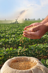 Soybean grain in a hands of successful farmer, in a background watering green soybean field, agricultural concept. Close up of hands full of soybean grain in jute sack