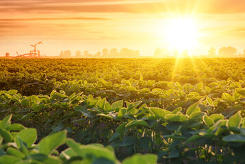 Irrigation system on agricultural soybean field, rain gun sprinkler on helps to grow plants in the dry season, increases crop yields. Landscape beautiful sunset - obrazy, fototapety, plakaty