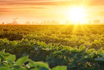  Irrigation system on agricultural soybean field, rain gun sprinkler on helps to grow plants in the dry season, increases crop yields. Landscape beautiful sunset © branex