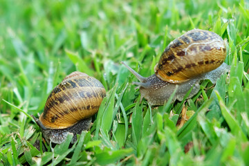 Two snails on the grass.