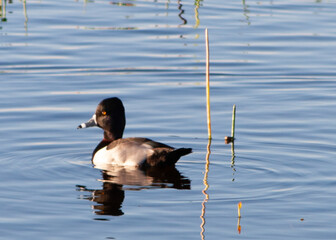 Ring-necked Duck Aythya collaris