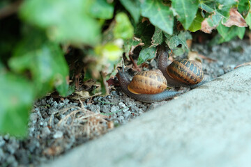 Two snails on the grass.