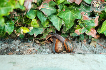 Two snails on the grass.