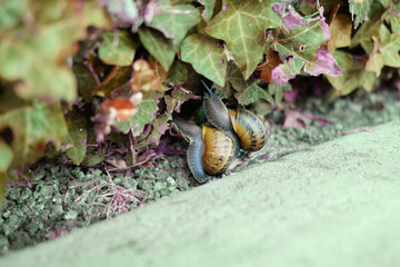 Two snails on the grass.
