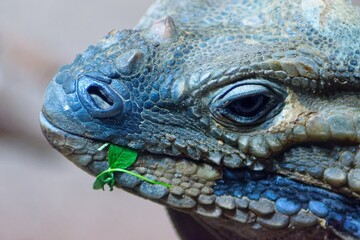 Echse im Zoo Rostock
