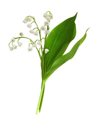 Bouquet of lily of the valley flowers and leaves isolated