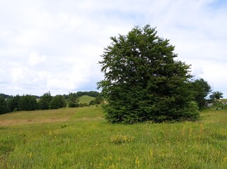 Fototapeta premium tree in the field