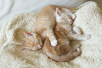 rude kotki śpią w domu na kanapie na kocu - jasne wnętrze - dom dla kota - obrazy, fototapety, plakaty