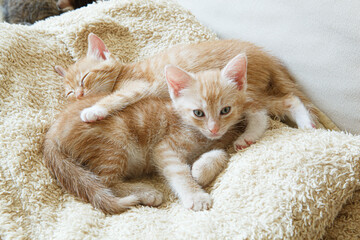 małe kotki domowe - kocie rodzeństwo na kanapie - dachowce