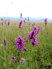 Obraz premium field of lavender