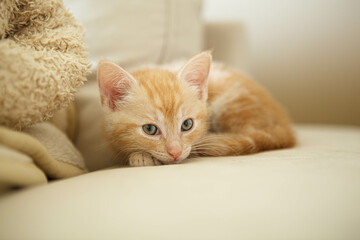Fototapeta na wymiar rudy kot