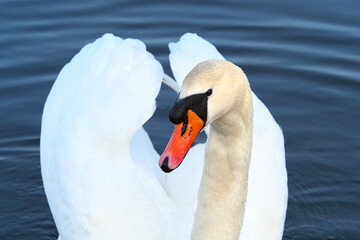 Portrait of a swan. Closeup of head with beak. The white feathers and orange beak.