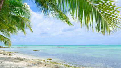 Fototapeta na wymiar Travel background with Caribbean sea and palm leaves .