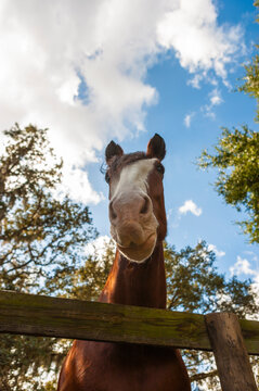 Clydesdale horse in a farm, Ocala, Florida, USA
