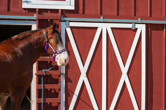 Clydesdale Horse In A Barn, Ocala, Florida, USA
