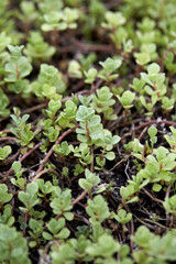 Sedum kamtschaticum seen from the park.

