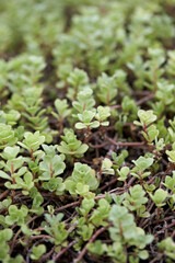 Sedum kamtschaticum seen from the park.

