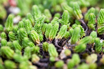 sedum seen from the park.
