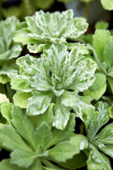 Arctic daisy seen from the park.
