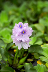 water hyacinth seen from the park.
