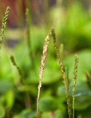 Fototapeta na wymiar medicinal herb seen from the park. 
