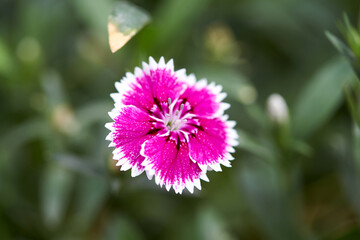 Fototapeta premium Dianthus seen from the park. 