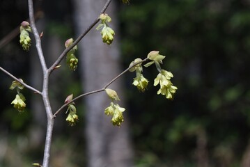 Spike winter hazel flowers. Hamamelidaceae deciduous shrub native to Japan. From March to April, spike-like inflorescences appear before the leaves emerge. The flowers are pale yellow five-petaled. 