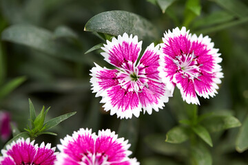 Dianthus seen from the park.
