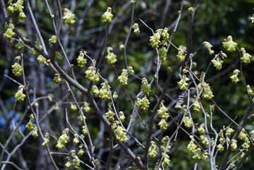 Spike winter hazel flowers. Hamamelidaceae deciduous shrub native to Japan. From March to April, spike-like inflorescences appear before the leaves emerge. The flowers are pale yellow five-petaled. 