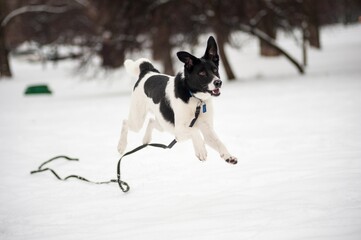 Black and white dog jumps in the snow on the white winter background