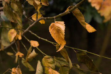Beautiful brown autumn leaves on a tree branch.