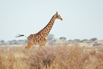A giraffe runs through the Kalahari desert. Namibia.