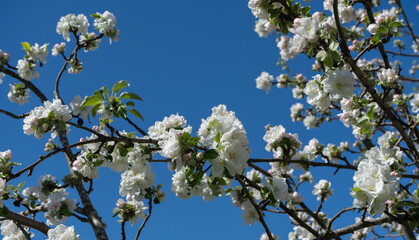 Gravenstein apple blossoms and buds opening on the branch against a blue sky with space for copy.