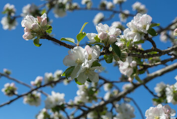 Gravenstein apple blossoms and buds opening on the branch against a blue sky.