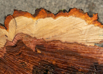 Cross section of freshly cut apple tree trunk that has rotted from the center out. Showing color...
