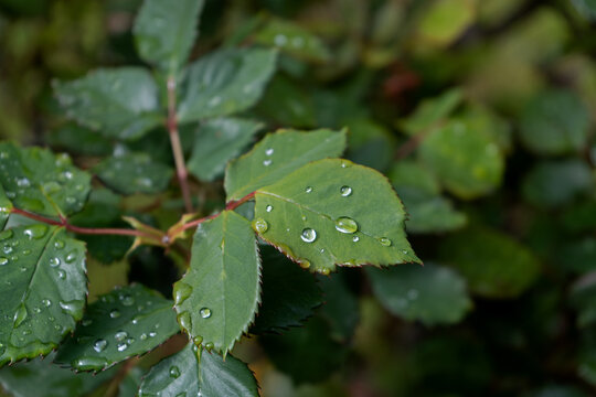 Water from rain drops beading up on rose leaves