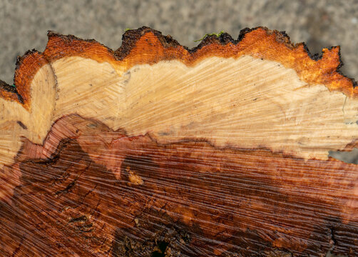 Cross section of freshly cut apple tree trunk that has rotted from the center out. Showing color variation of wood and bark layers.