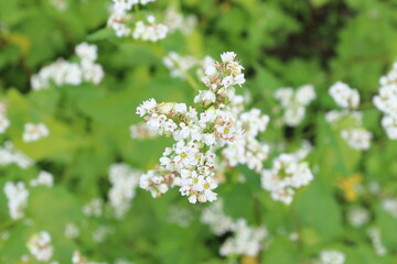 信州のそばの畑　蕎麦の白い花が満開　
A field near Shinshu, the white flowers of buckwheat are in full bloom