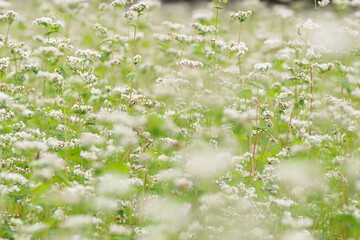 信州のそばの畑　蕎麦の白い花が満開　
A field near Shinshu, the white flowers of buckwheat are in full bloom