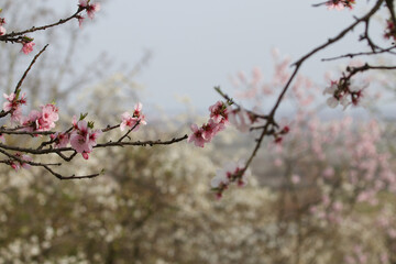 Almond tree blossom