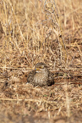 Spotted Thick-knee, Kruger National Park