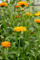 Bright summer flowers, beautiful and saturated shades